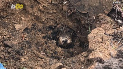 Lost Dog Stuck in Rabbit Hole Found by His Doggy Sister!