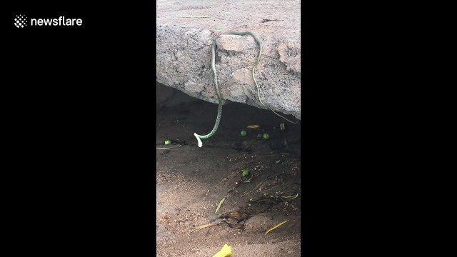 Head-banging South African snake baffles experts