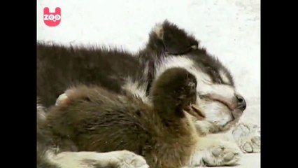 Dog Makes Friends With Duck