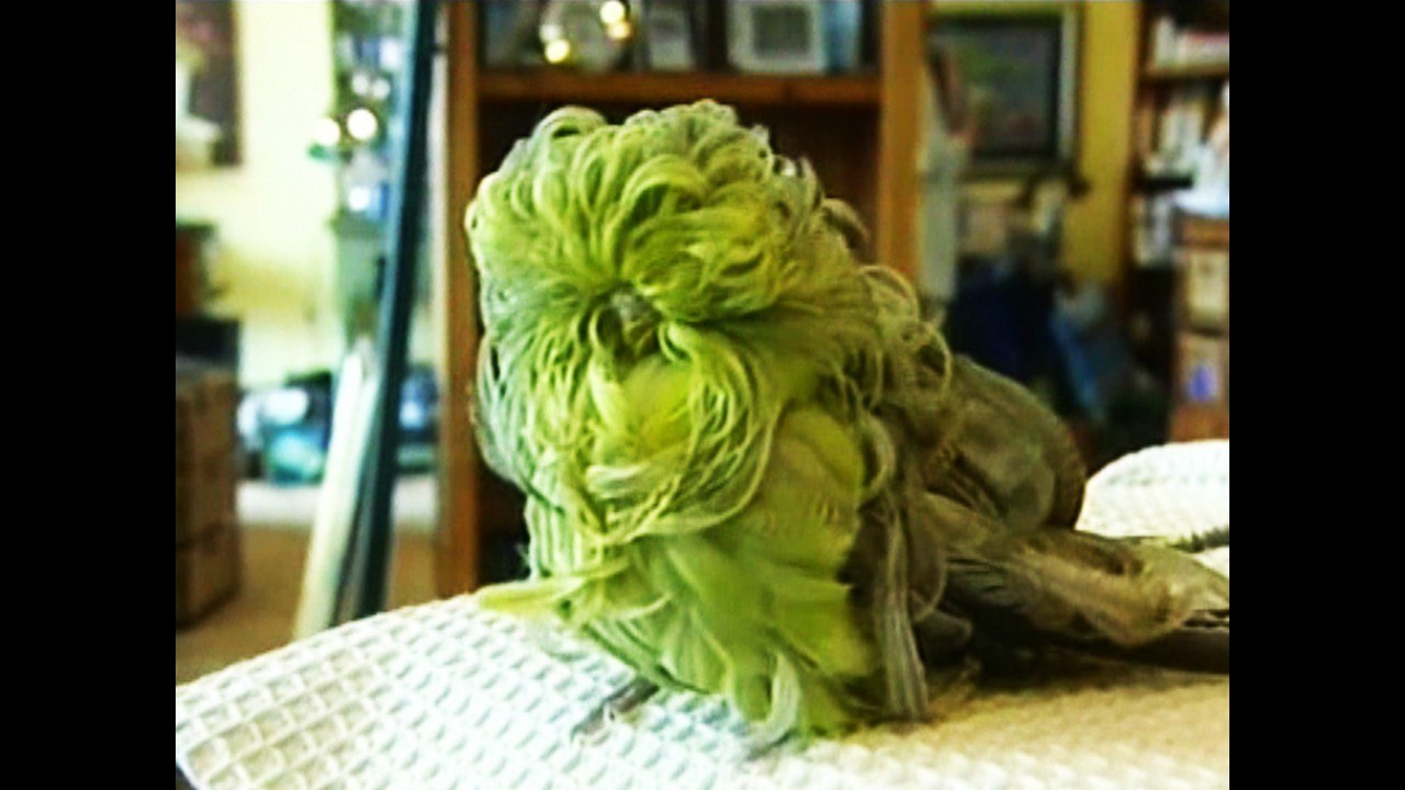 Really Weird-Looking Bird