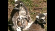 Cute Newborn Lemurs