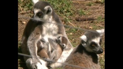 Cute Newborn Lemurs