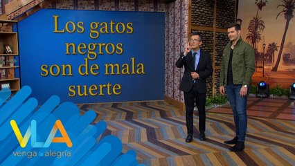 ¿Los gatos negros son de mala suerte? | Venga La Alegría
