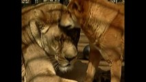 Dog And Lion Are Roommates