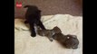 Cat Adopts Baby Squirrels