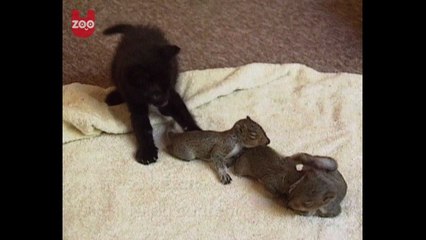 Cat Adopts Baby Squirrels