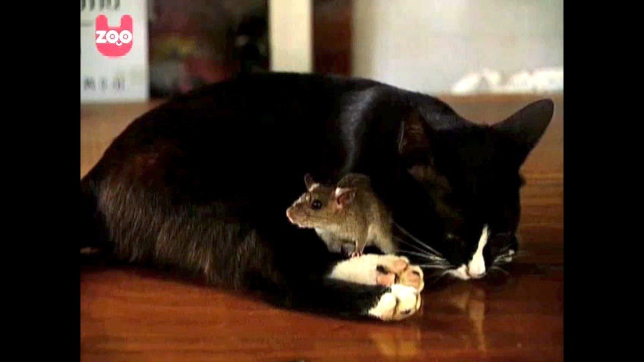 Do Cats Really Love Mice?