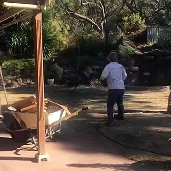 Jack Russell and Emu Playfully Chase Each Other