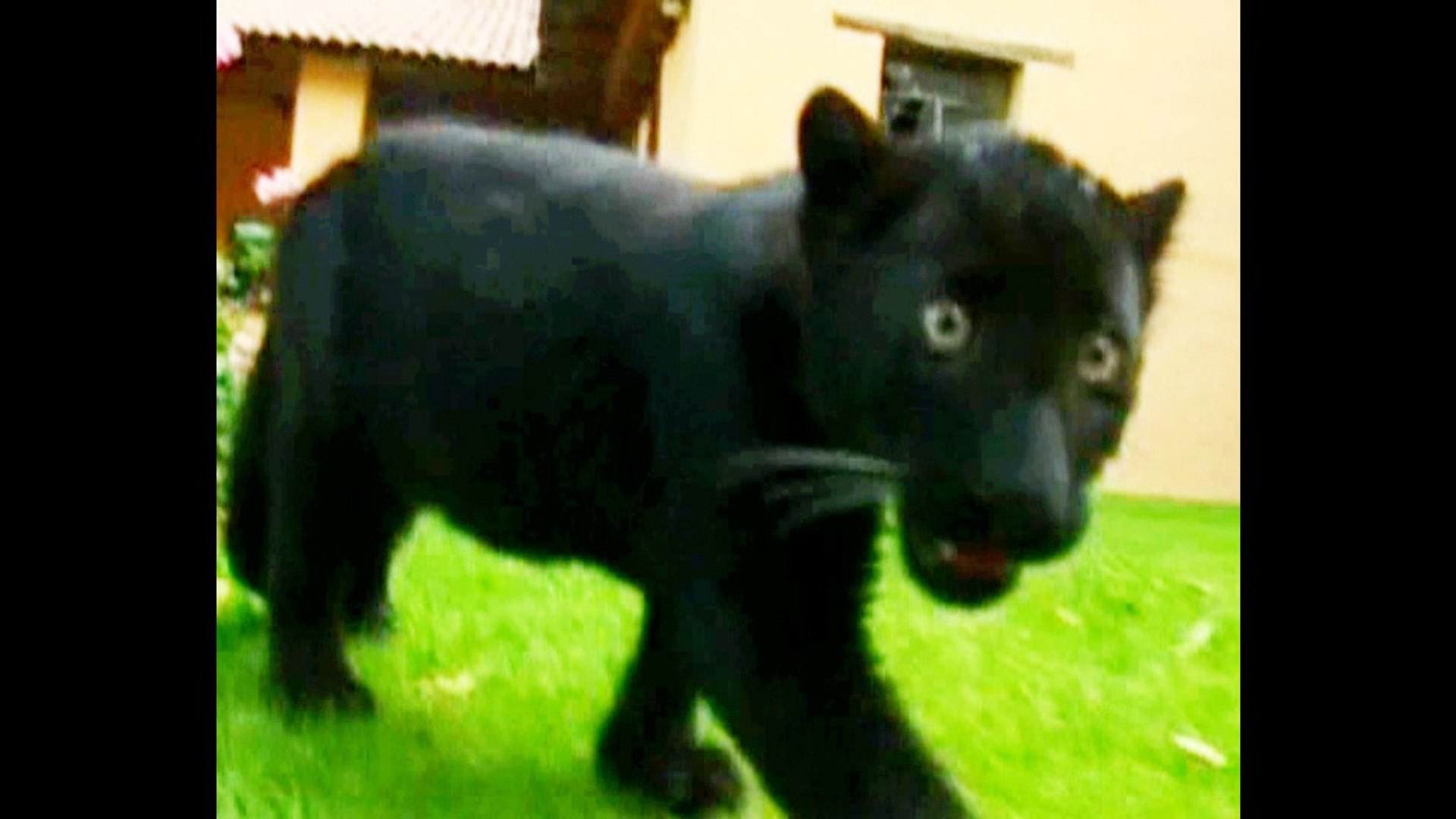 Baby Black Panthers, image size:1920x1080