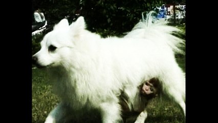 Dog Adopts Monkey