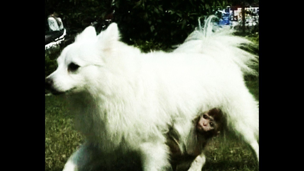 Dog Adopts Monkey