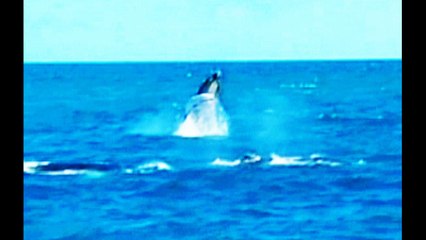 Test Myspace Upload Of Whale Migration