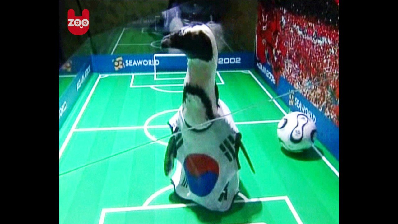 Penguin Soccer Match