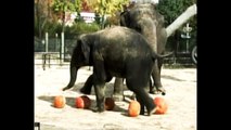 Elephants Stomp On Pumpkins