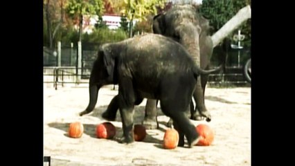 Elephants Stomp On Pumpkins