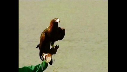 Eagle Crash Lands In Sydney Harbor