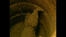 Baby Elephant Rescued From Well