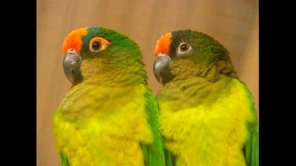 Parrot Dating Agency
