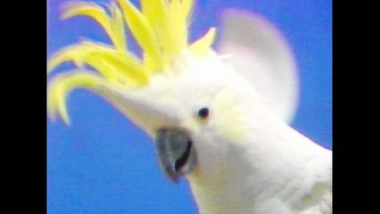 Talking Bird Contest