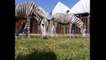 Zoo Turns Donkeys Into Zebras