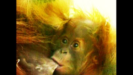 TEENY TINY Baby Orangutan