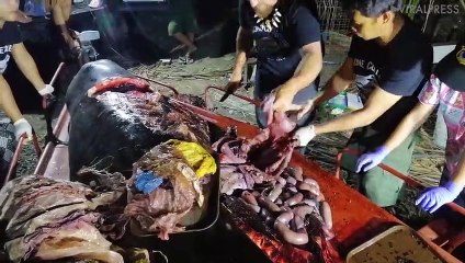 40 kg de plastique dans le ventre d’une baleine retrouvée morte aux Philippines