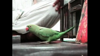 Parrot Astrologers