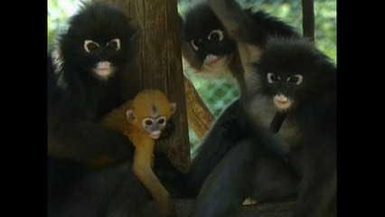 Tiny Baby Primates