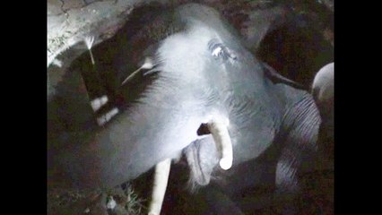 Baby Elephant Stuck In Manhole