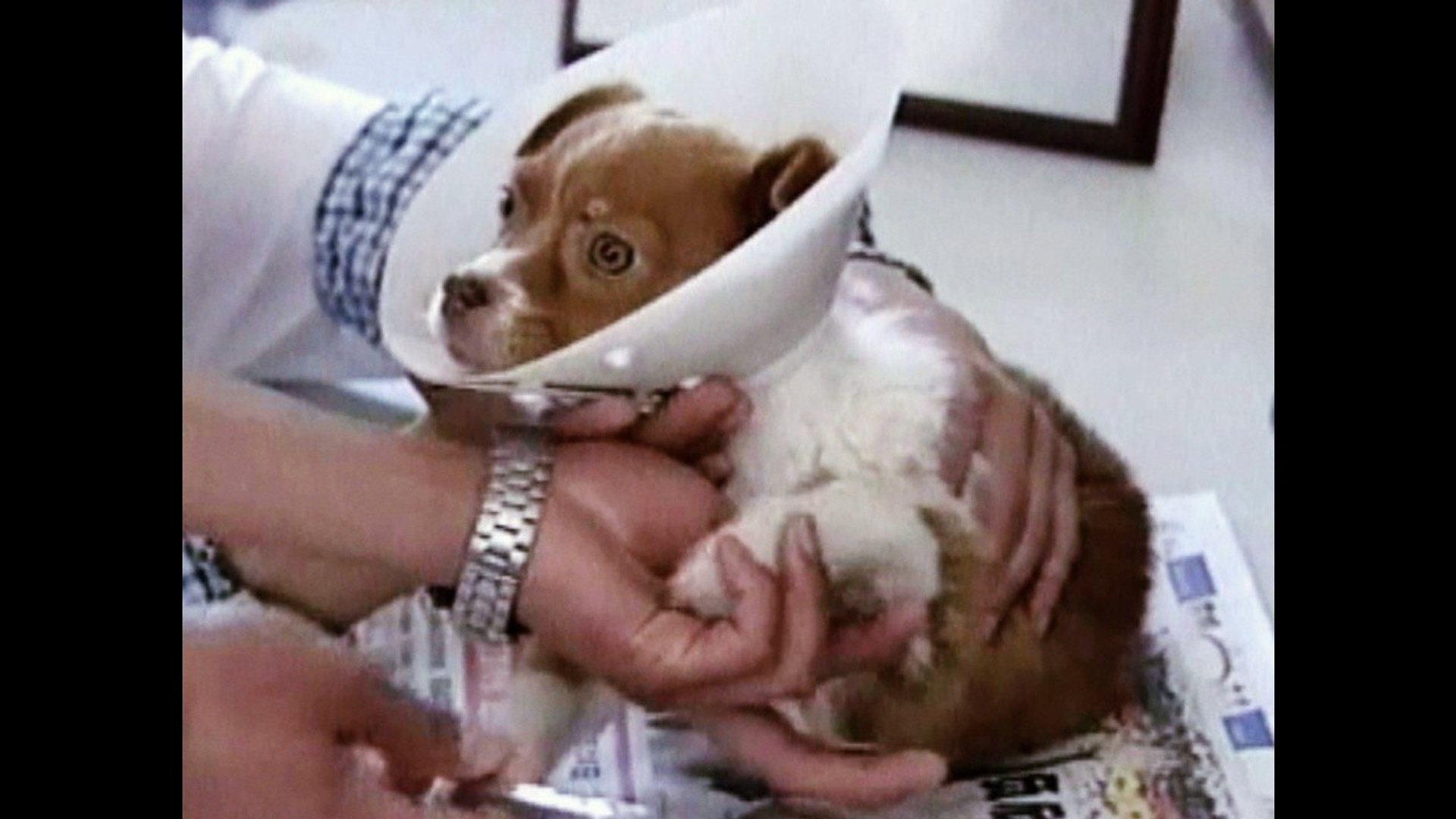 ⁣Animal Shelter Saving 100's Of Animals