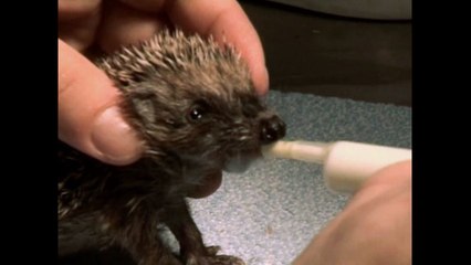 Saving Baby Hedgehogs