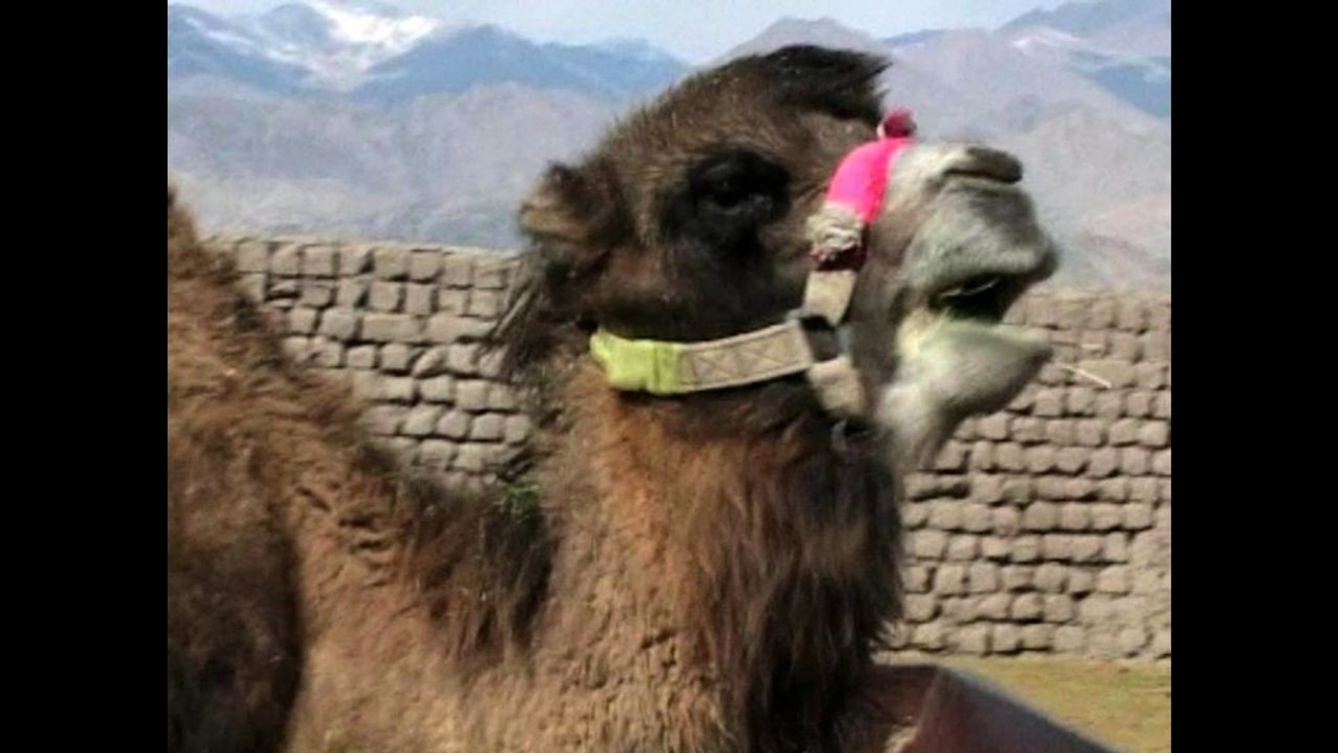 ⁣Silk Route Camels Saved