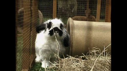 Rock n Roll Rabbit Hotel