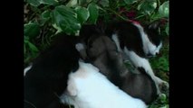 Cat Adopts Puppies