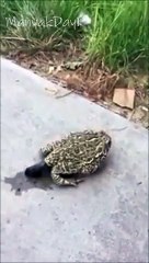 Kendi Boyundan Büyük Tuvaletini Yapan Kurbağa