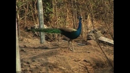 Man Takes Care Of 350 Peacocks
