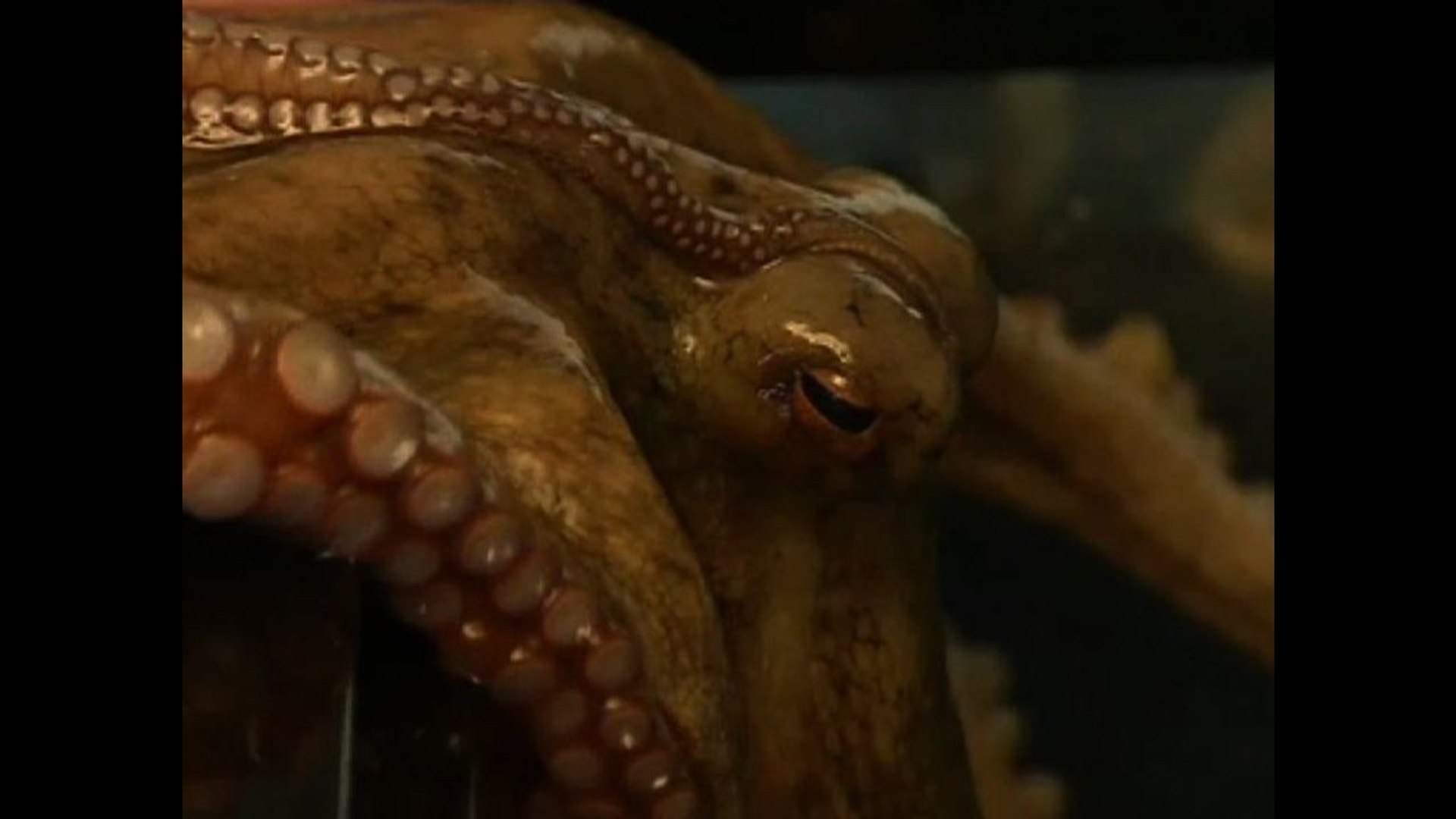 ⁣Octopus Learns Tricks