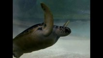 Diver Races Sea Turtle