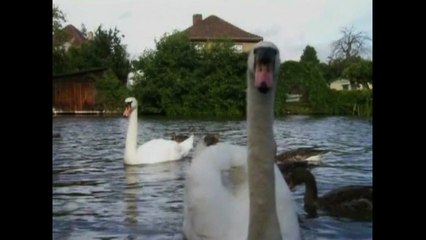 Swans adopt baby geese