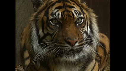 London Zoo Animals Get Popsicles
