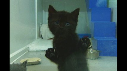 Abandoned Kittens Need New Home