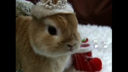 Japanese Bunnies Get Dressed Up