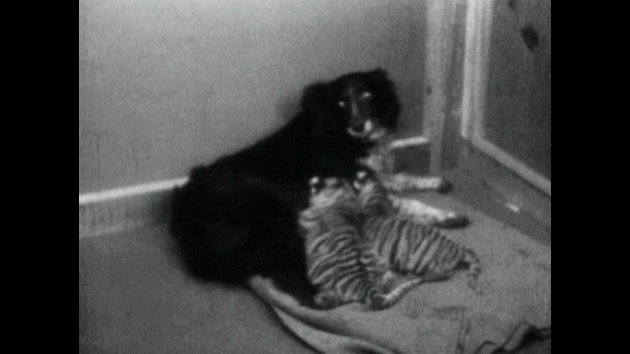 Collie Adopts Tigers