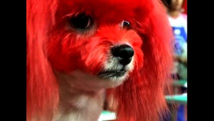 Crazy Taiwanese Pet Show