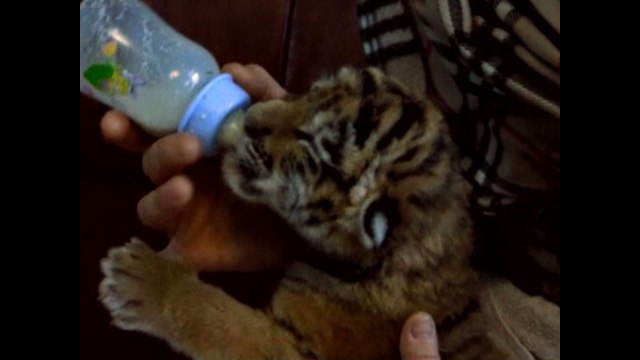 Siberian Tiger Cub Born In Captivity