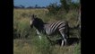 Awesome Zebra Facts