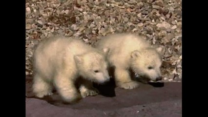 Cute Baby Polar Bear Twins
