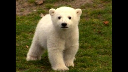 Knut Remembered One Year On