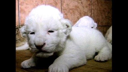White Lion Cubs Born At Belgrade Zoo