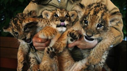 Cute Lion Cubs Are Newborn Stars